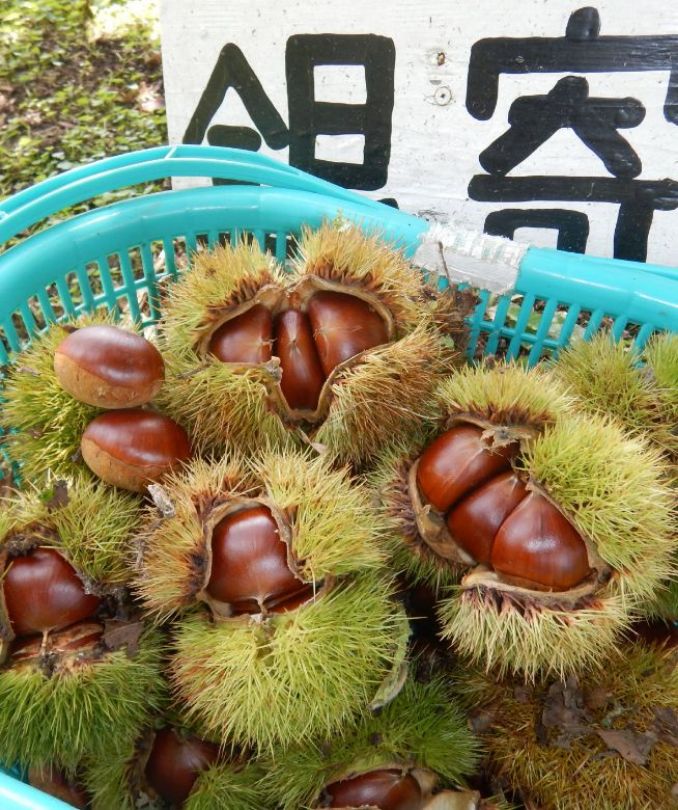 青果 〈フレッシュワン〉 大阪府立豊中高等学校能勢分校イベント