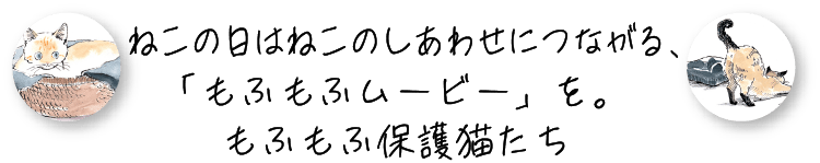 ねこの日はねこのしあわせにつながる、「もふもふムービー」を。もふもふ保護猫たち