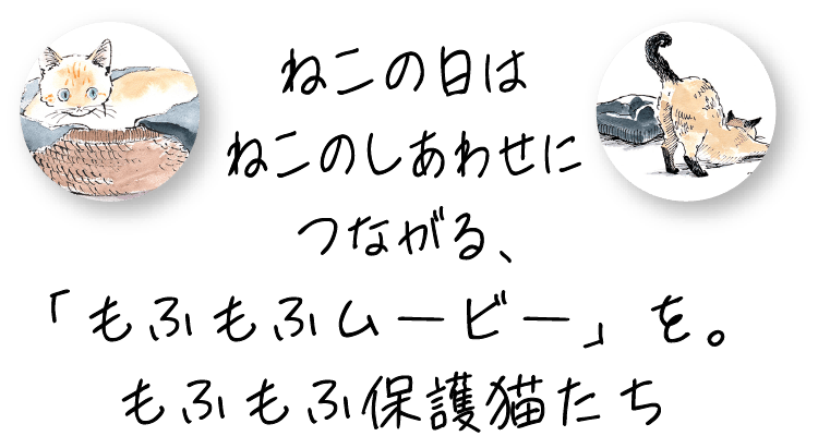 ねこの日はねこのしあわせにつながる、「もふもふムービー」を。もふもふ保護猫たち