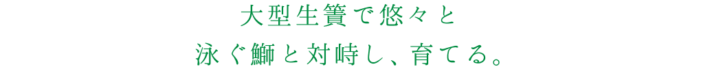 大型生簀で悠々と泳ぐ鰤と対峙し、育てる。