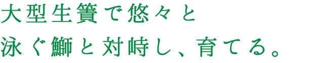 大型生簀で悠々と泳ぐ鰤と対峙し、育てる。